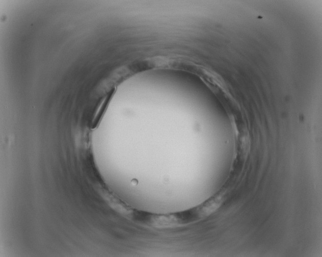 X0000065960525200603172027