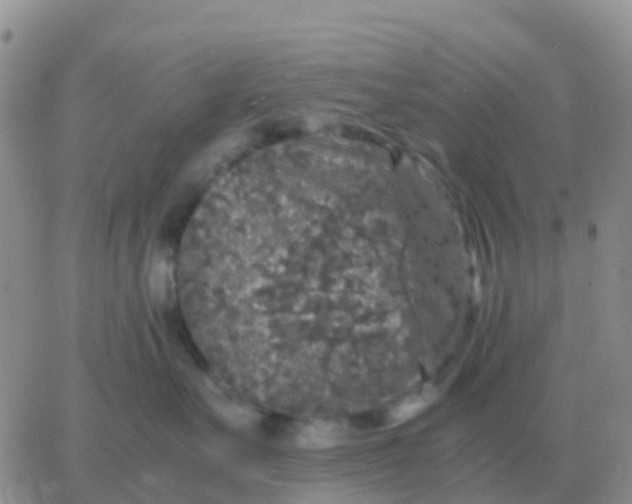 X0000065960527200603172027