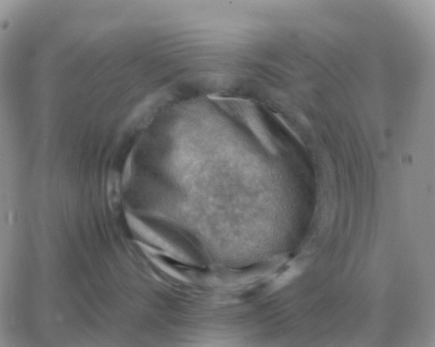 X0000065960528200603172027