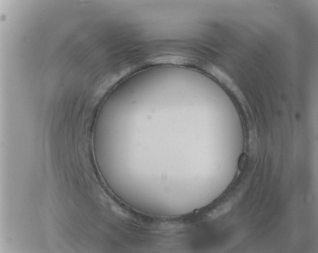 X0000065960529200603172027