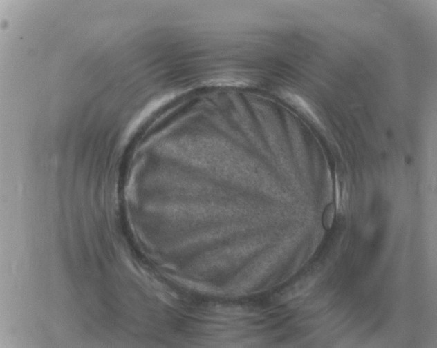 X0000065960531200603172027