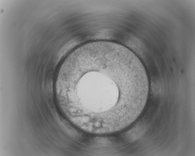 X0000065960534200603172027