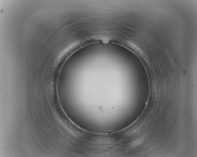 X0000065960535200603172027