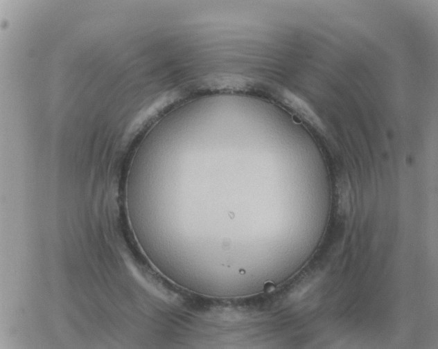 X0000065960538200603172027