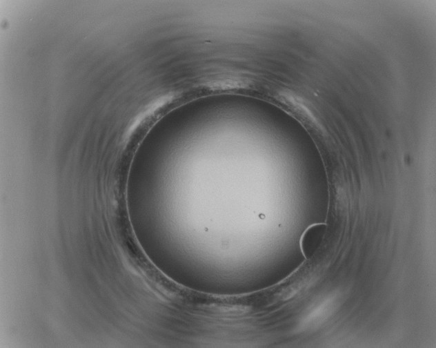 X0000065960539200603172027