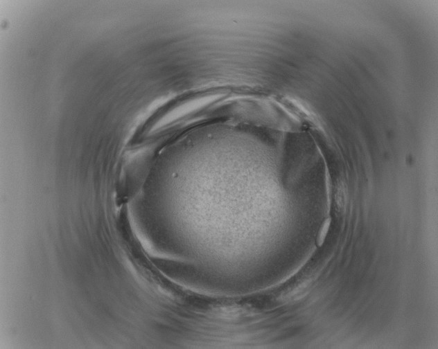 X0000065960540200603172027