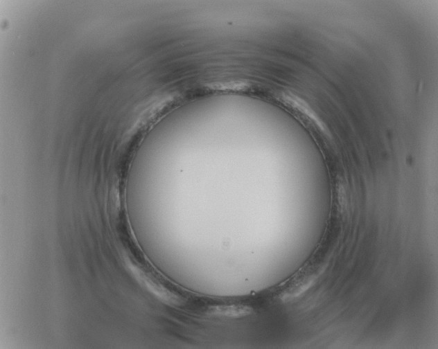 X0000065960541200603172027