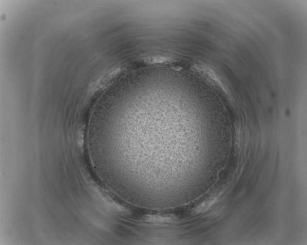 X0000065960545200603172027