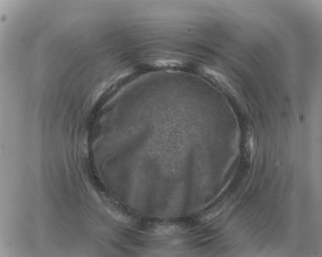 X0000065960547200603172027