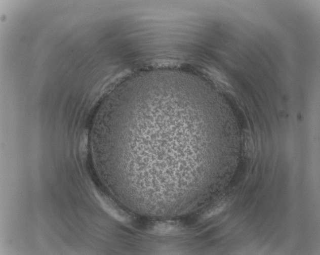 X0000065960550200603172027