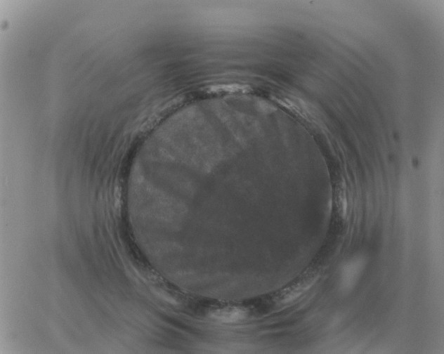 X0000065960551200603172027