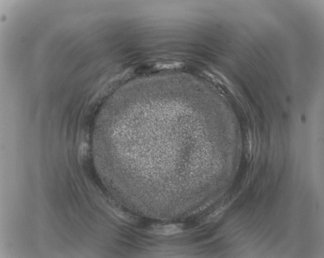 X0000065960553200603172027