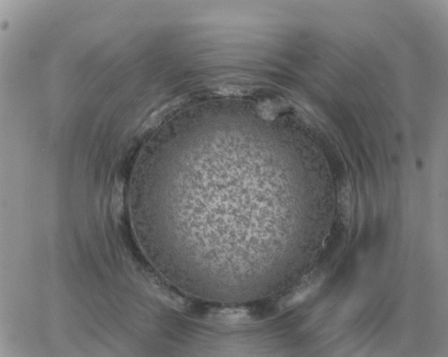 X0000065960554200603172027