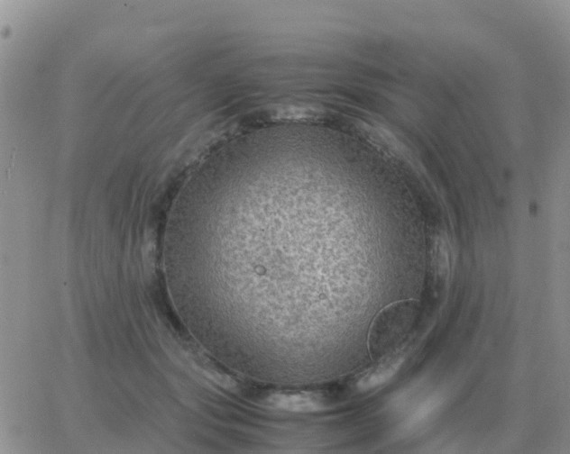 X0000065960557200603172027