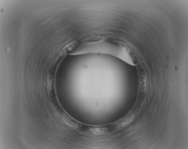 X0000065960558200603172027