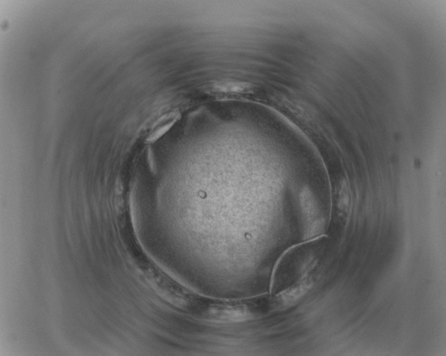 X0000065960559200603172027