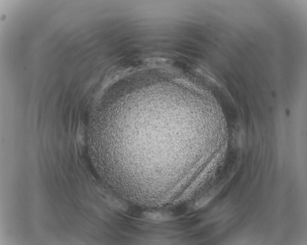 X0000065960561200603172027