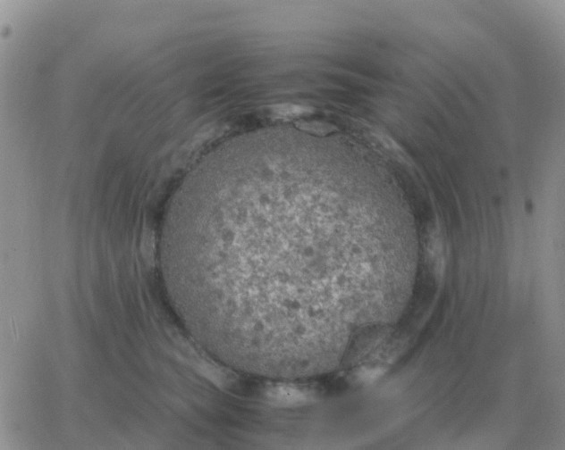 X0000065960565200603172027