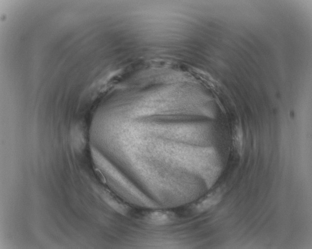 X0000065960566200603172027