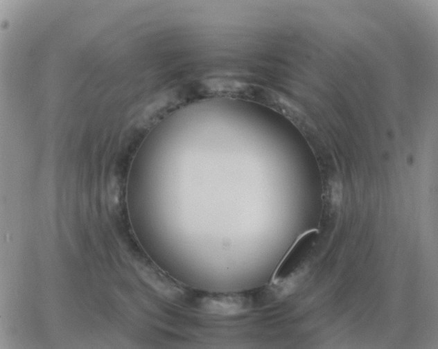 X0000065960567200603172027