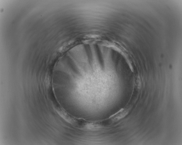 X0000065960568200603172027