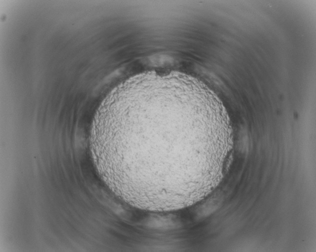 X0000065960569200603172027