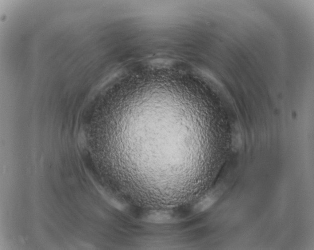 X0000065960573200603172027