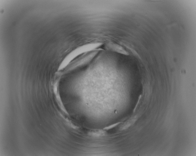 X0000065960576200603172027