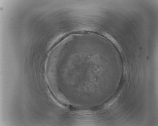 X0000065960577200603172027