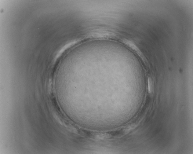 X0000065960579200603172027