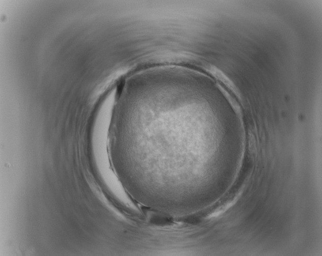 X0000065960581200603172027