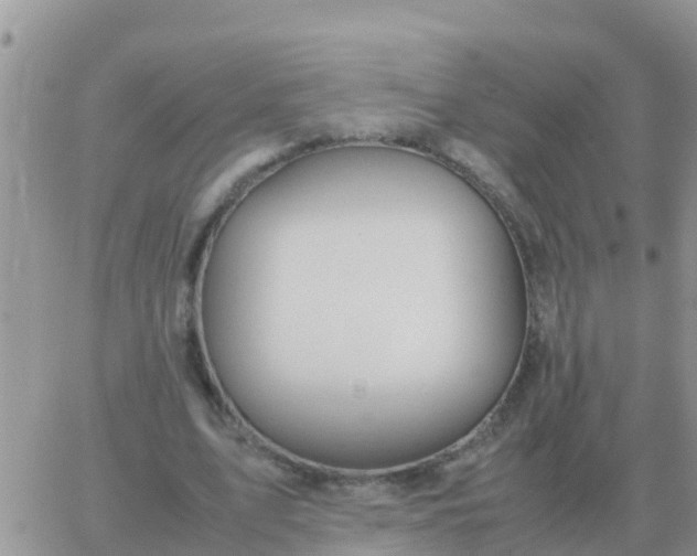 X0000065960583200603172027