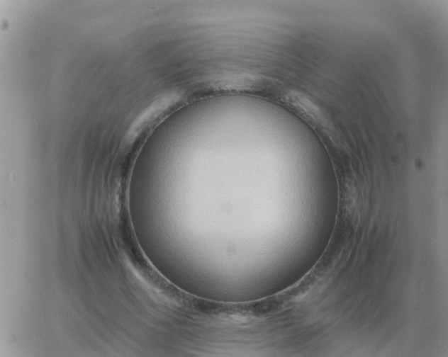 X0000065960586200603172026