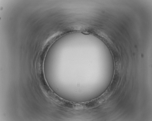 X0000065960587200603172026