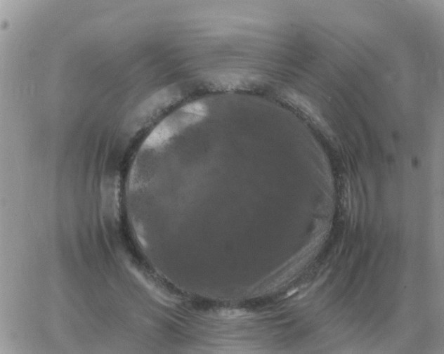 X0000065960590200603172026