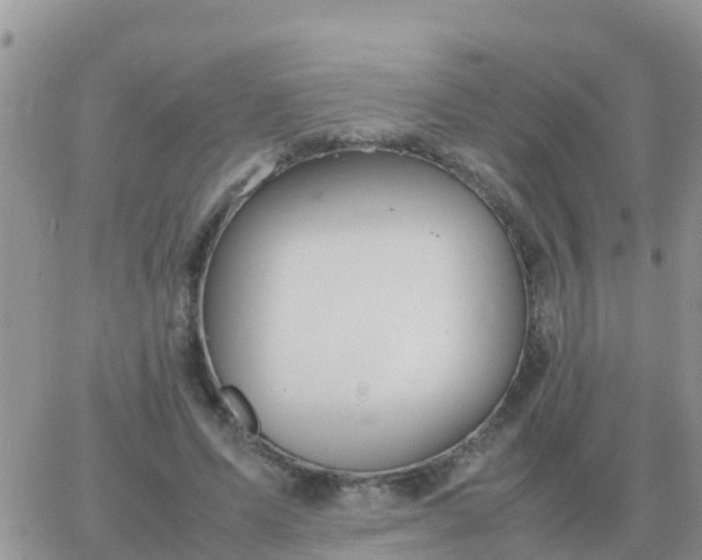 X0000065960591200603172026