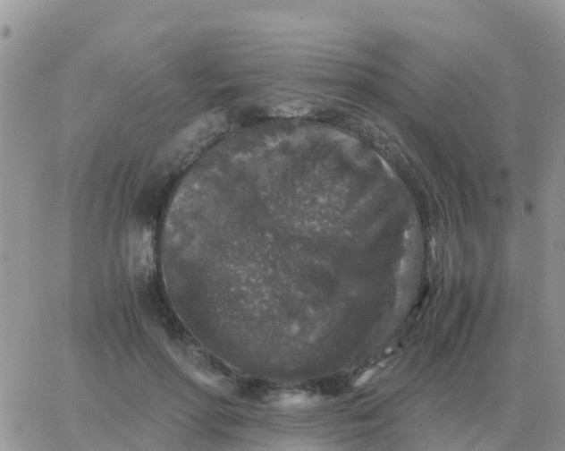 X0000065960598200603172026