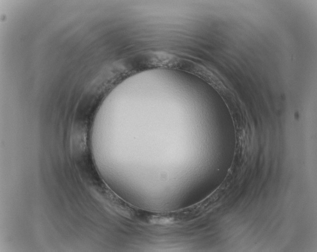 X0000065960602200603172026