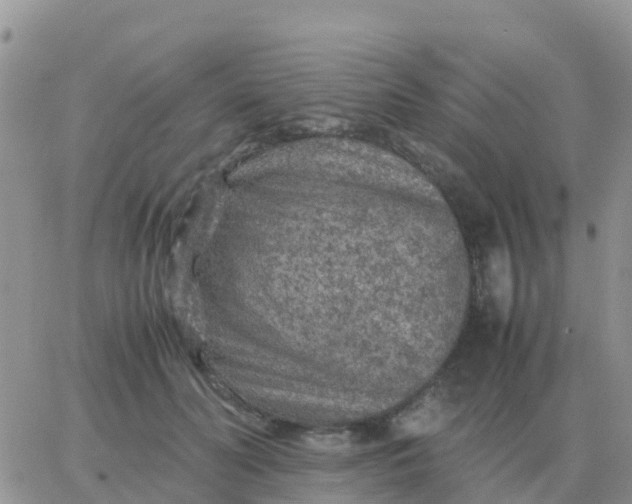 X0000065960606200603172026