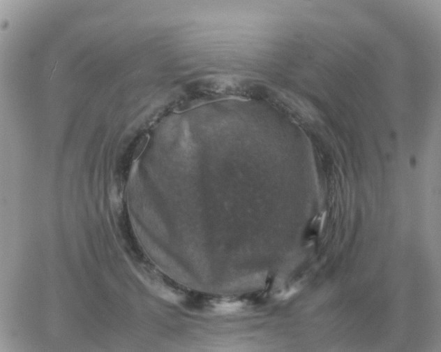 X0000065960607200603172026