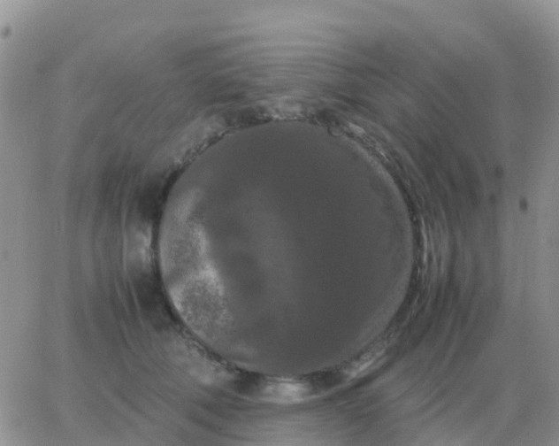 X0000065960610200603172026