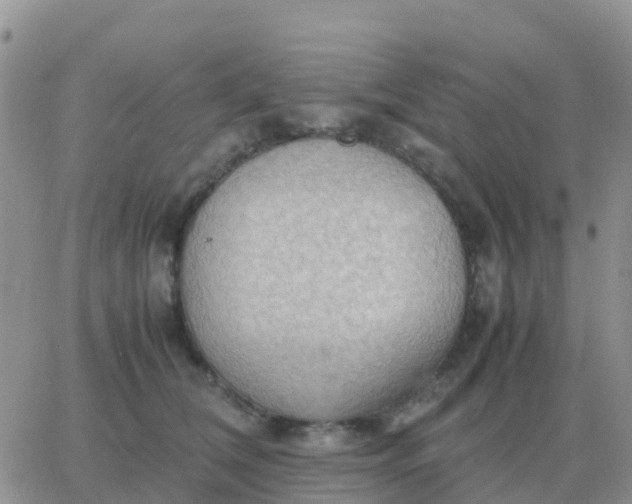 X0000065960612200603172026