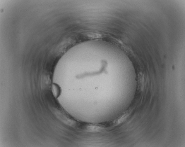 X0000065960614200603172026