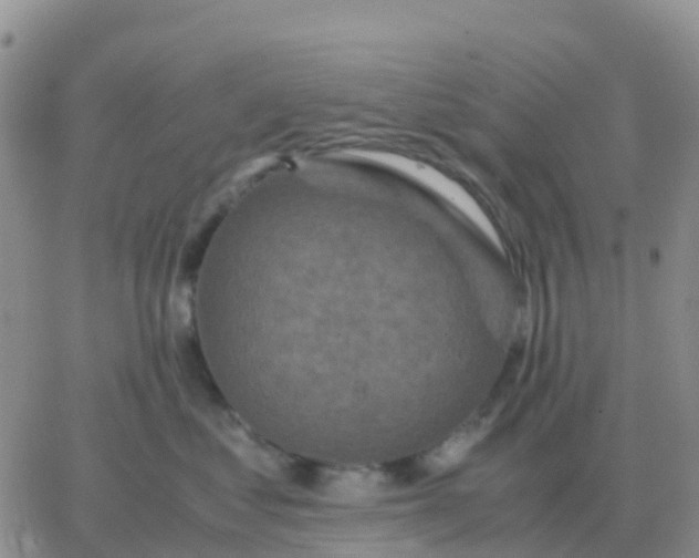 X0000065960621200603172026