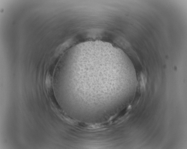 X0000065960623200603172026