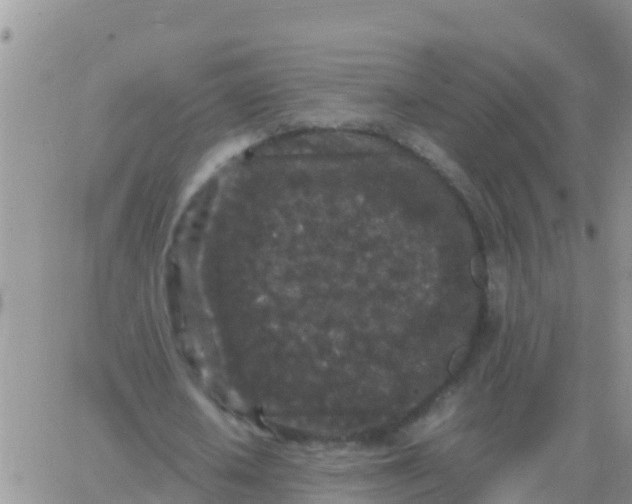 X0000065960626200603172025