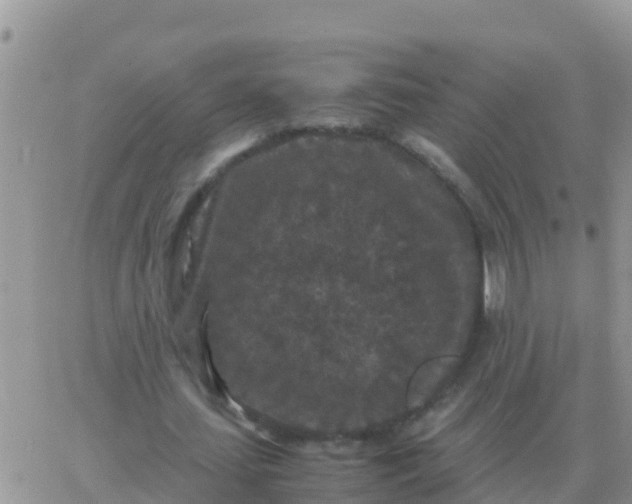 X0000065960627200603172025