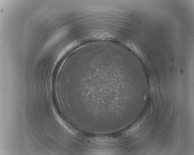 X0000065960630200603172025