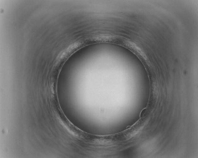 X0000065960633200603172025