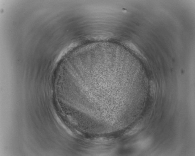 X0000065960634200603172025